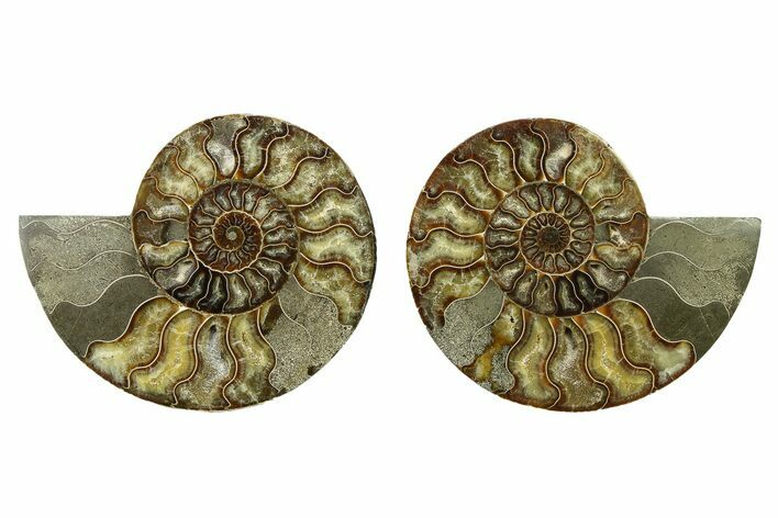 Cut & Polished, Agatized Ammonite Fossil - Madagascar #328091